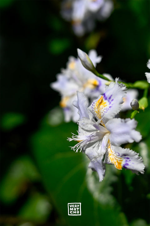 Sen no Rikyu: Die 7 Regeln der Matcha Zubereitung
