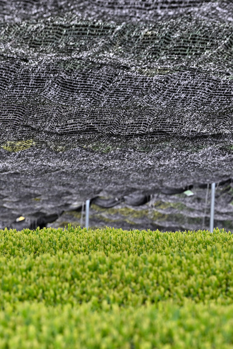 Gyokuro: Der Champagner der japanischer Grüntees