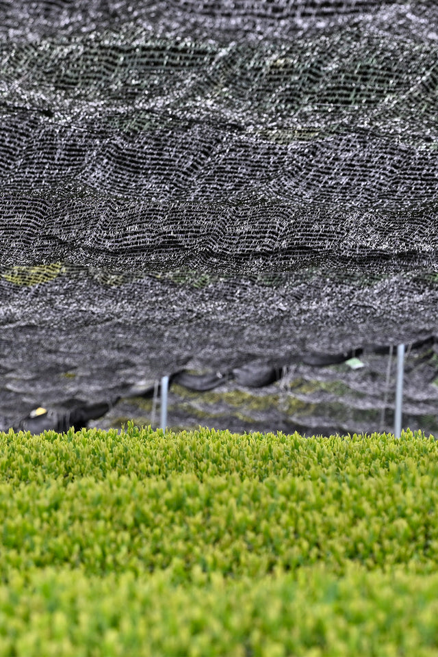 Gyokuro: Der Champagner der japanischer Grüntees