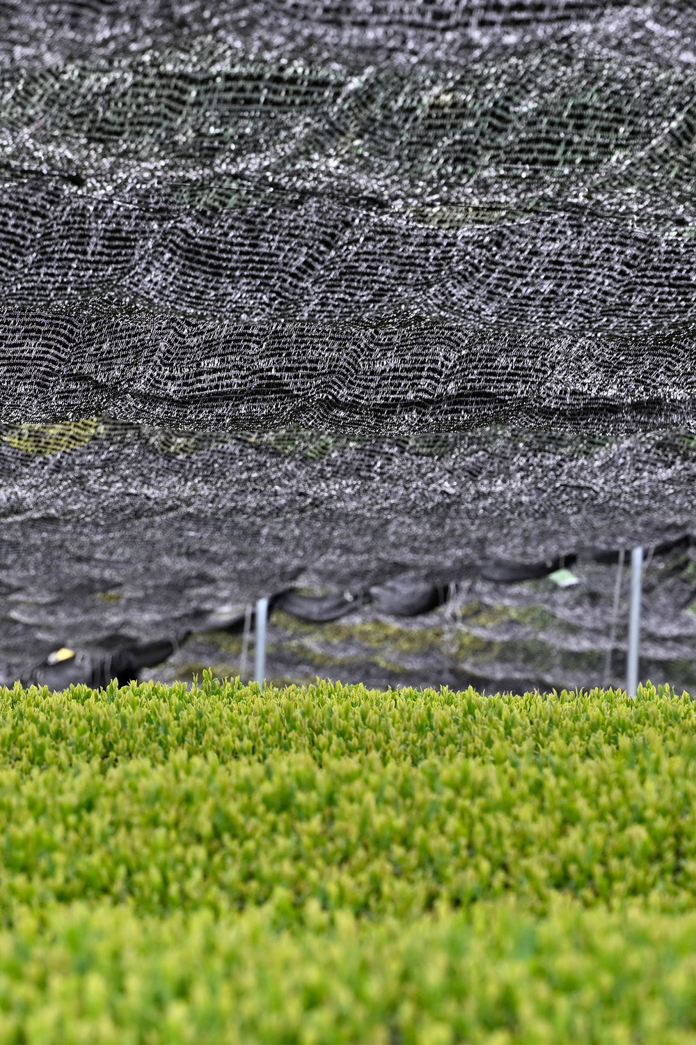 Gyokuro Grüntee: Typische Netze zur Beschattung. Anders als bei Matcha haben die Netze keinen direkten Kontakt mit der Teepflanze