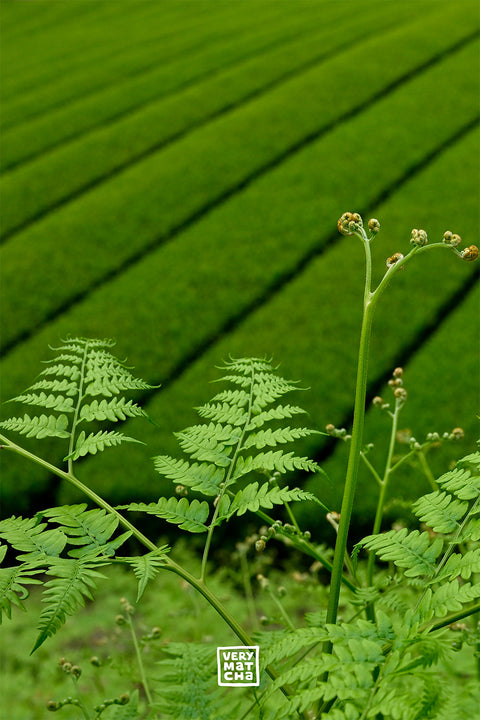 Kagoshima: Anbaugebiet für besten Bio Grüntee aus Japan