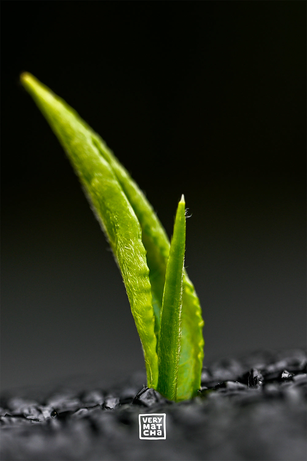 Nahaufnahme eines leuchtend grünen Teetriebs (Camelia Sinensis) auf einem Matcha-Teefeld in Wazuka, Japan, vor schwarzem Schattennetz, fotografiert kurz vor der Ernte im Mai 2024 (Kamera Nikon Zf, 105mm Makroobjektiv, Fotograf: Jochen Meyer)