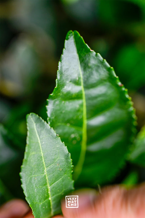 Cultivare: Welche Matcha-Sorte ist die beste?