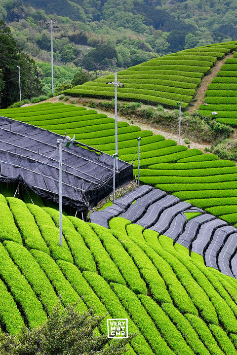 Beschattung: Der beste Matcha wächst im Schatten