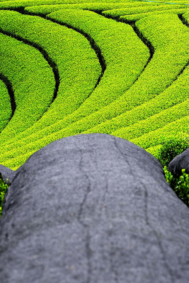 L-Theanin: Die sanfte Kraft im Matcha