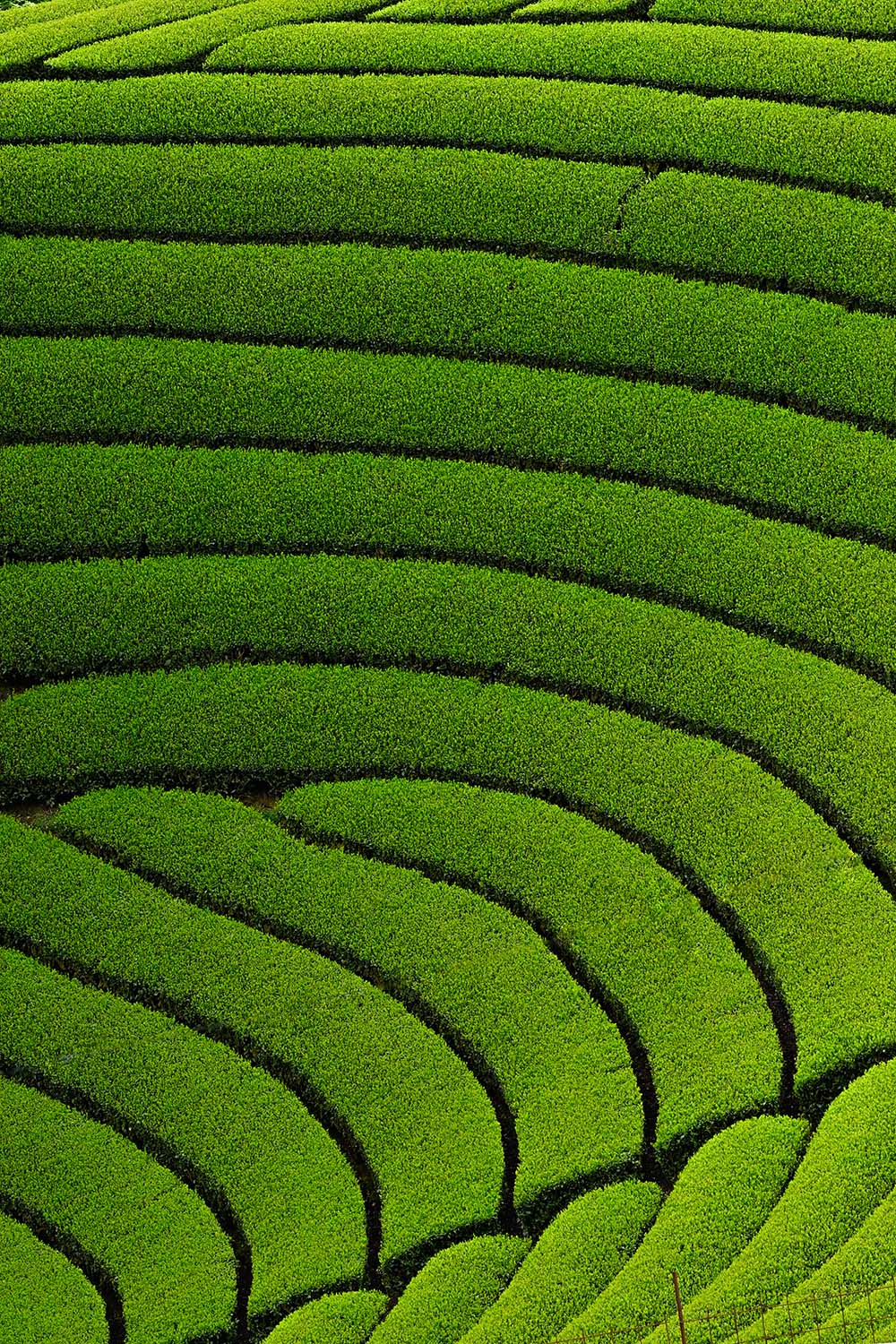 Matcha Tee Feld in Wazuka nahe Uji, Kyoto, Japan