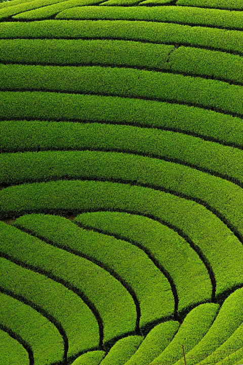 Matcha Tee: Gesund oder schädlich?