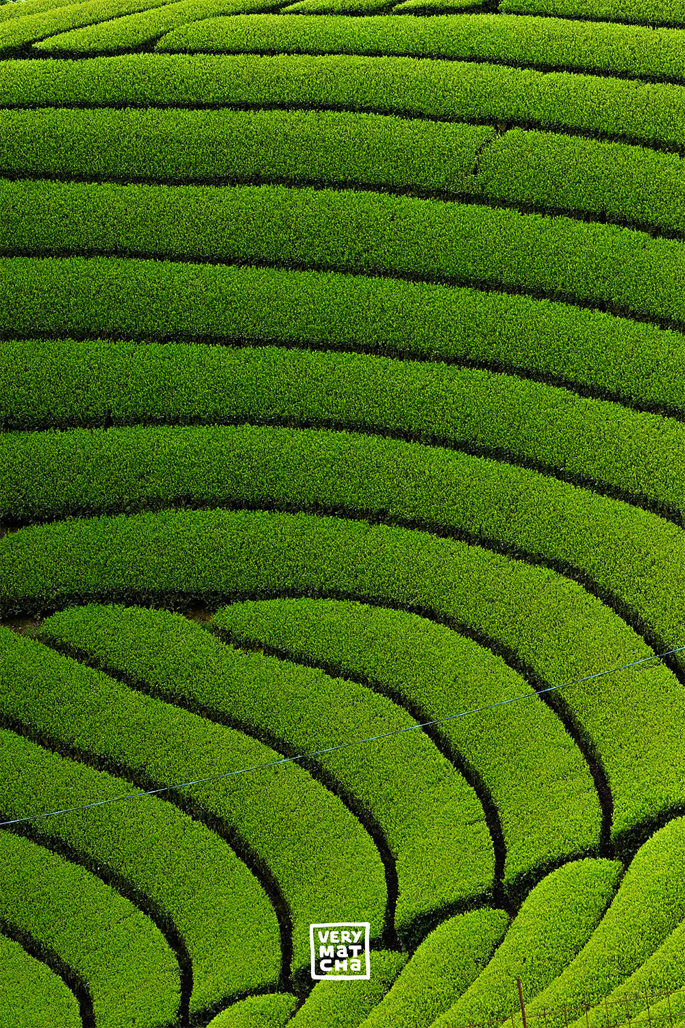 Wie gesund ist Matcha Tee wirklich?