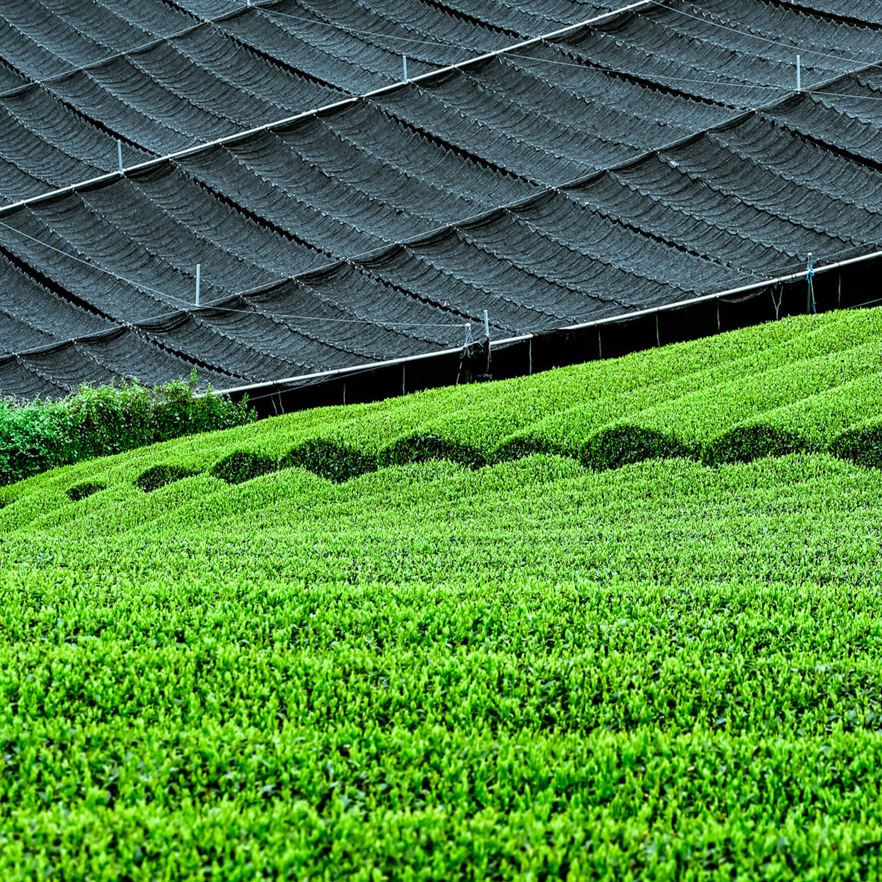 Gyokuro Beschattungs-Netze in Uji, Wazuka Japan.