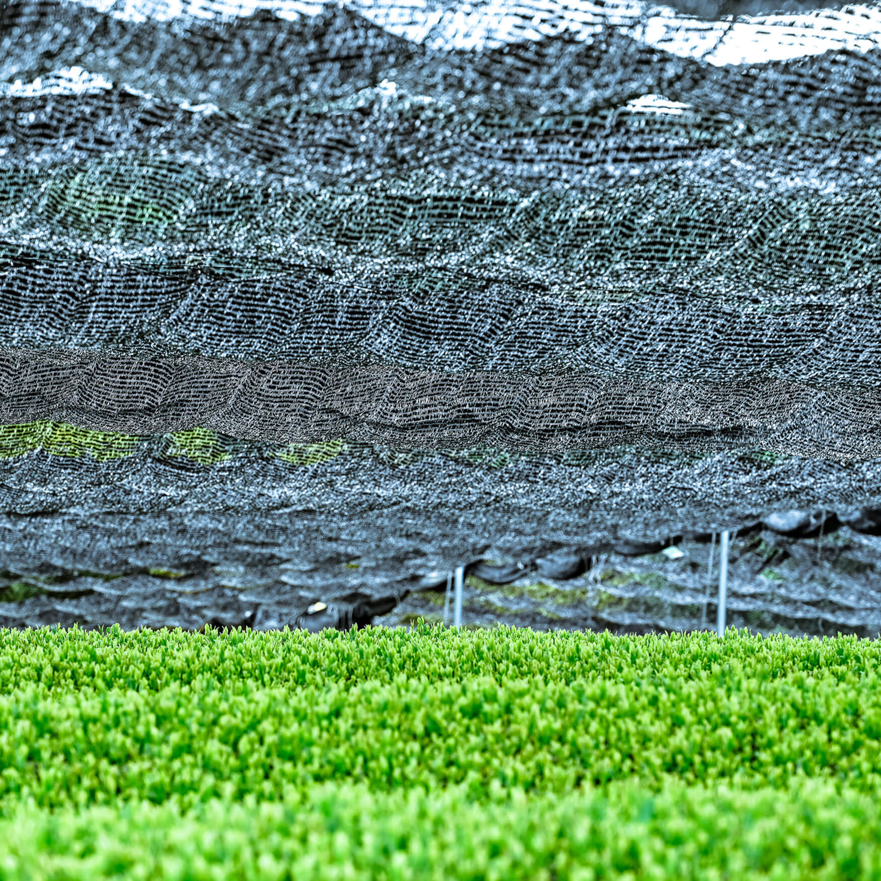 Gyokuro Beschattungs-Netze in Uji, Wazuka Japan.
