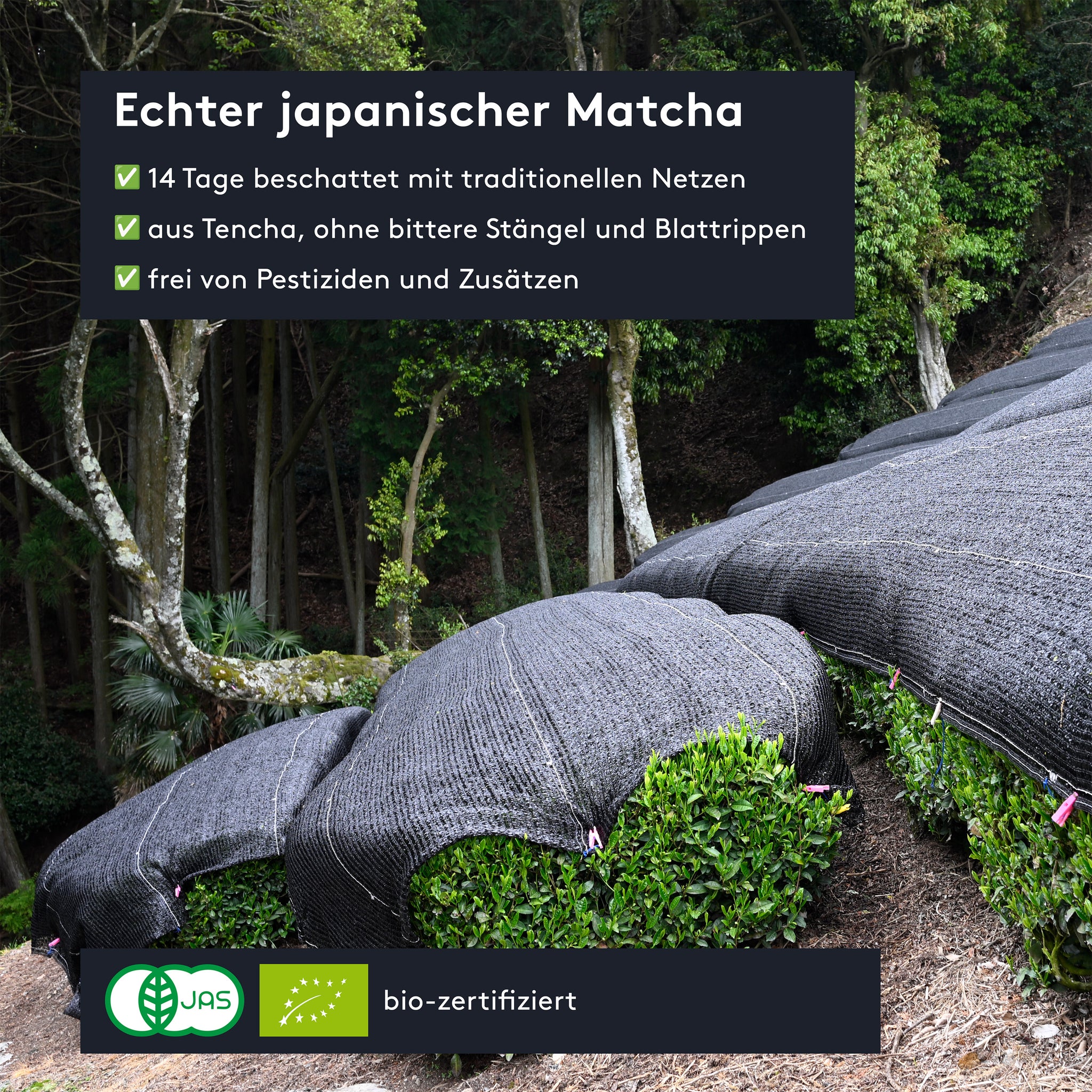 Infografik: Echter japanischer Matcha, 14 Tage beschattet, aus Tencha ohne bittere Stängel gemahlen, frei von Pestiziden.